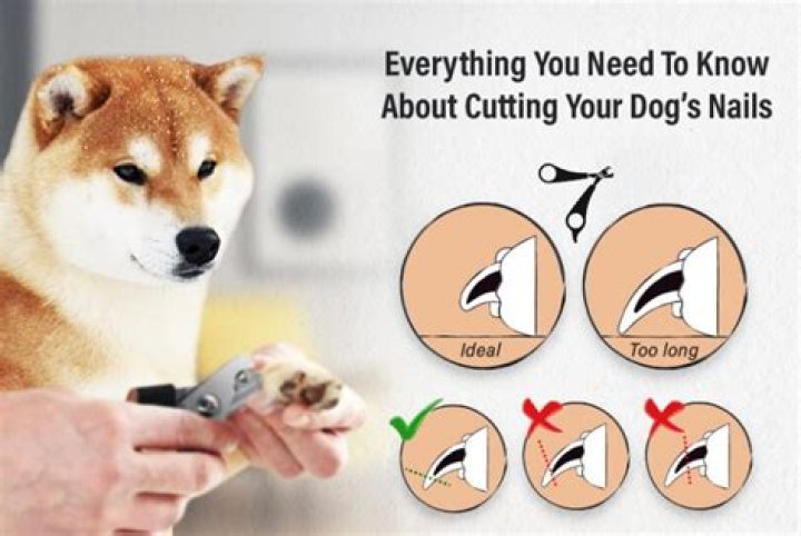 Cutting puppy nails - How To Discuss