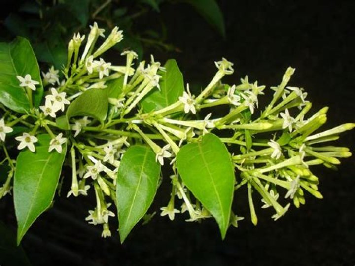 Dama De Noche Plant In English