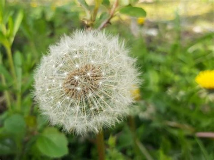 Dandelion plant - How To Discuss