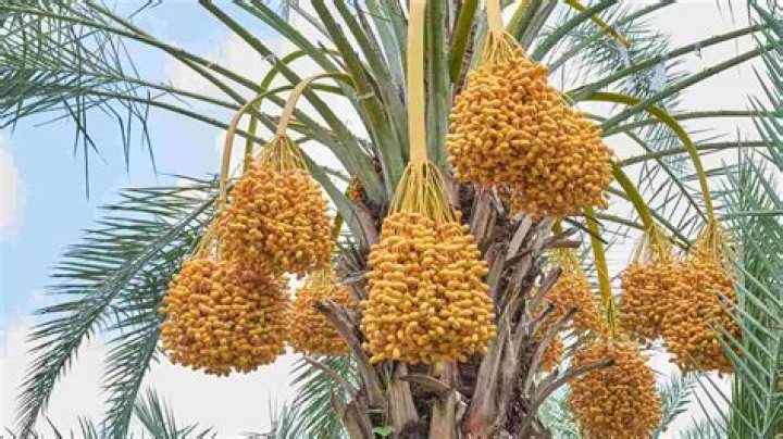 Date palm - How To Discuss