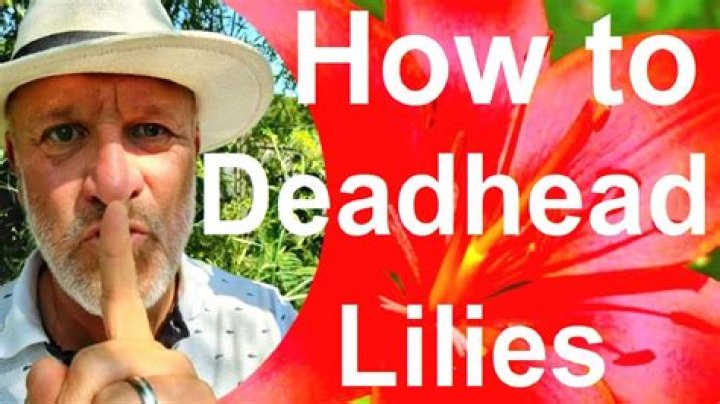 Deadhead - How To Discuss