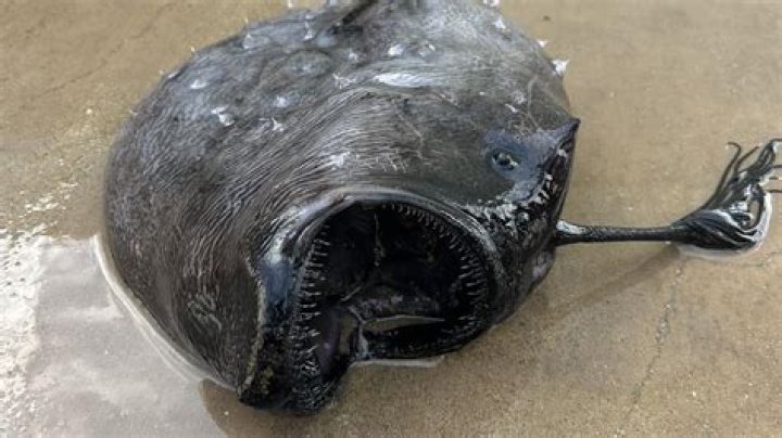 Deep sea anglerfish washed up