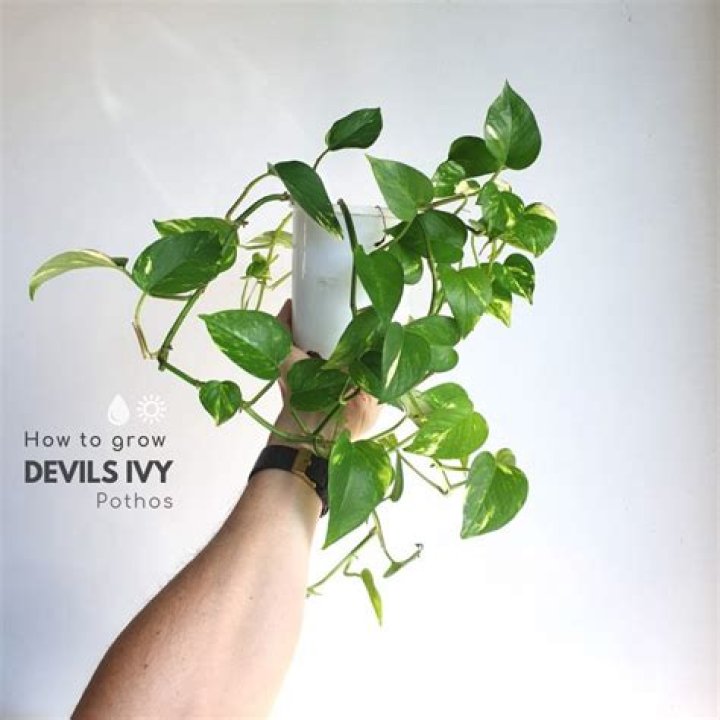 Devils ivy plant - How To Discuss