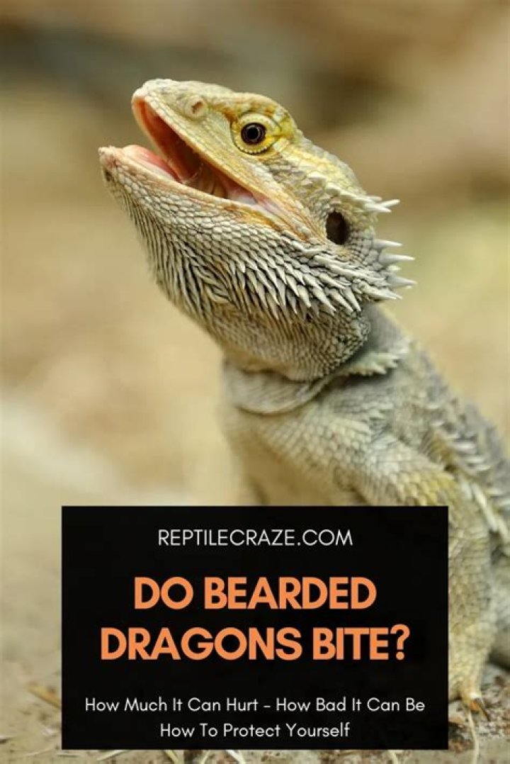 Do Bearded Dragons Bite - How To Discuss