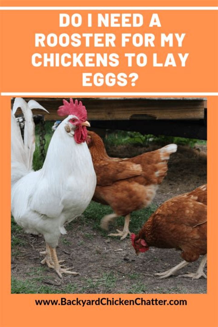 Do you need a rooster for hens to lay eggs