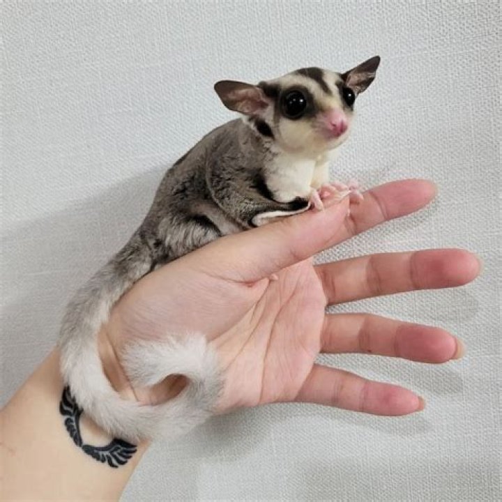 Does Petco Sell Sugar Gliders