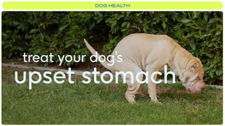 Dog stomach ache - How To Discuss