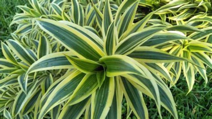 Dracaena reflexa - How To Discuss