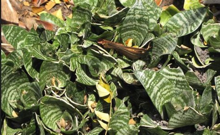 Dracaena trifasciata - How To Discuss