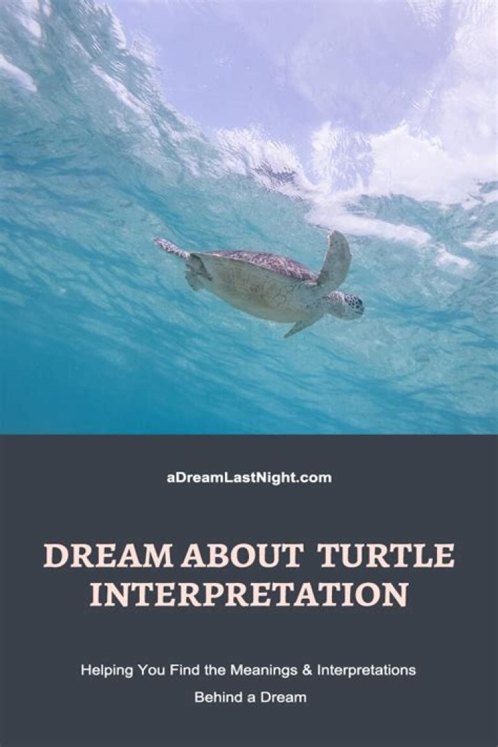 Dream About Turtles - How To Discuss