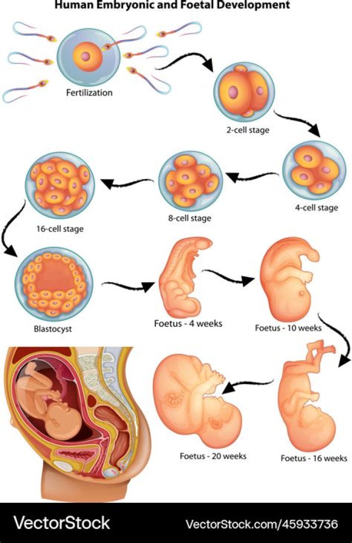 Embryonic development - How To Discuss