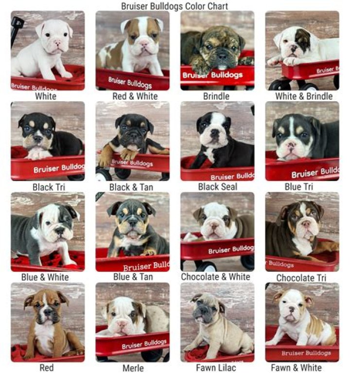 English Bulldog Rare Color Price