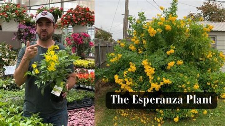 Esperanza plant - How To Discuss