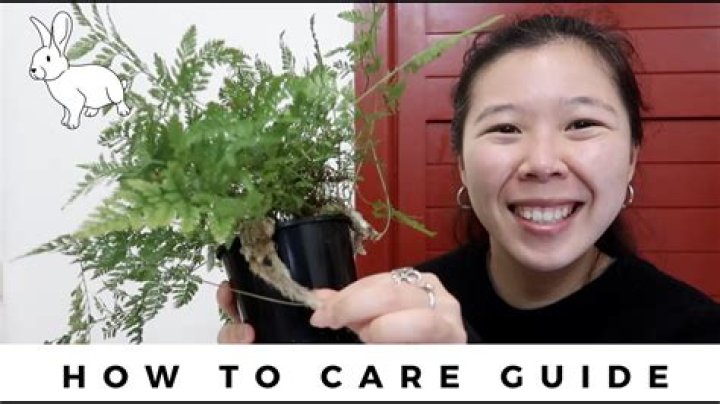 Fern care - How To Discuss