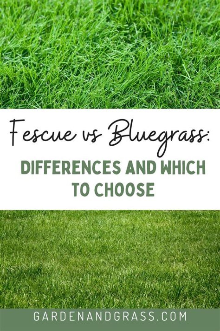 Fescue - How To Discuss