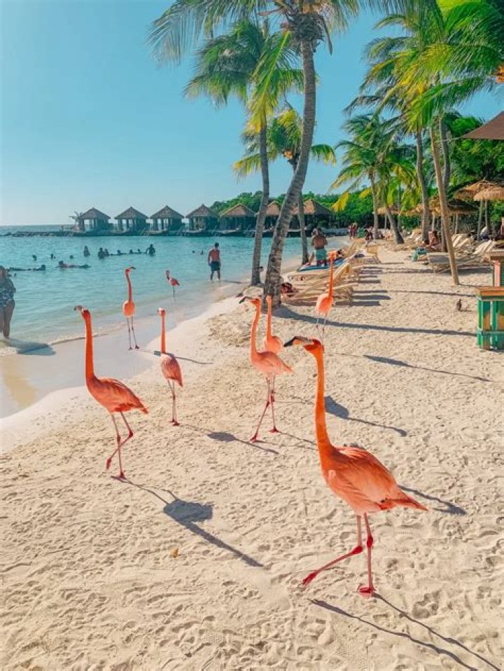 Flamingo resort - How To Discuss