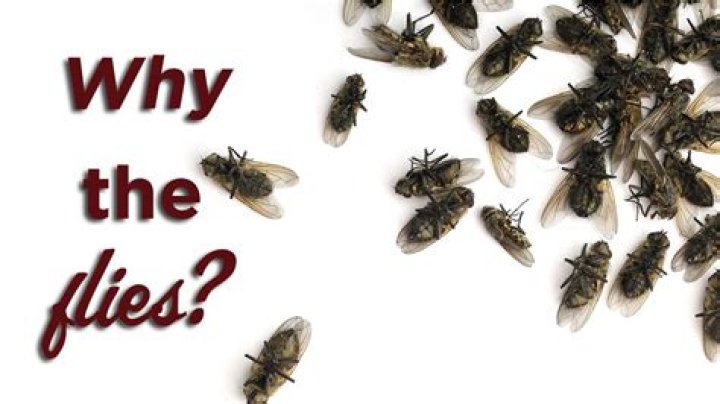 Flies Are Dying In My House