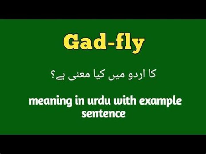Gadfly - How To Discuss