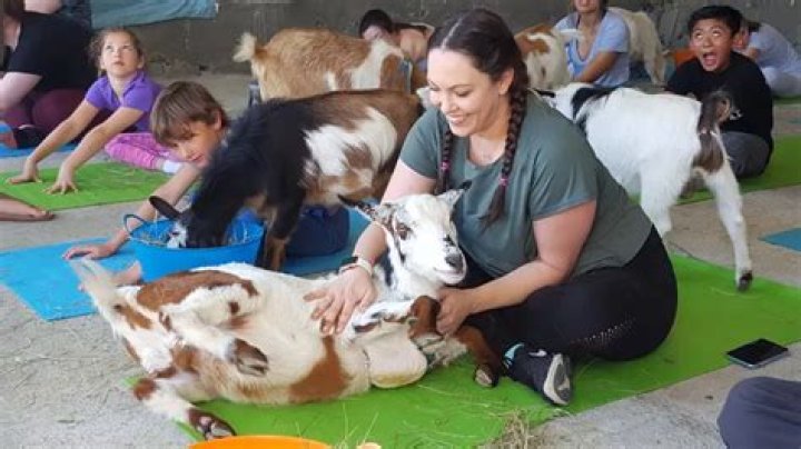 Goat Yoga - How To Discuss
