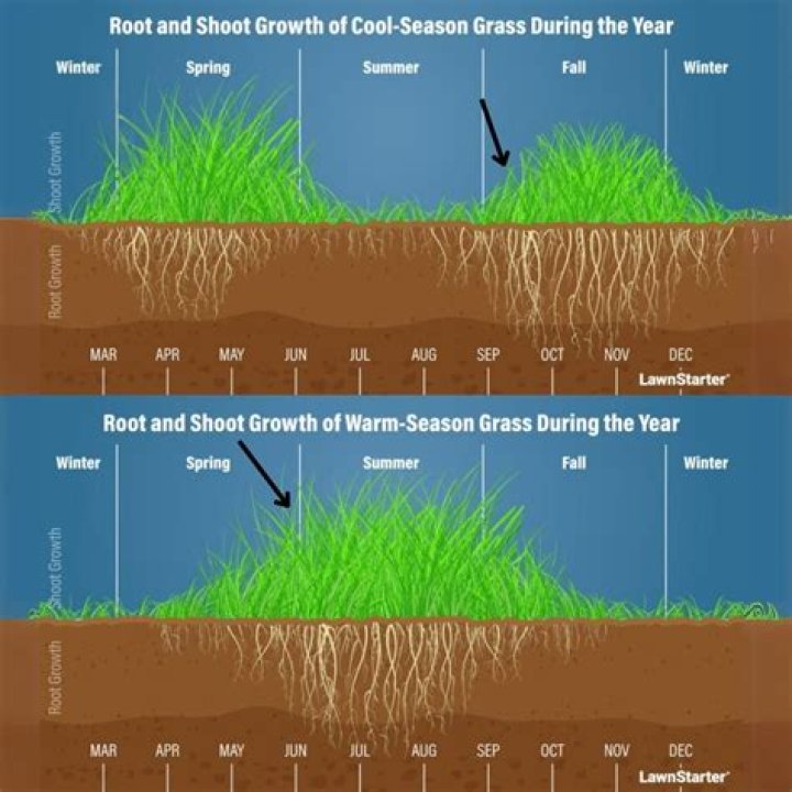 Grow grass fast - How To Discuss