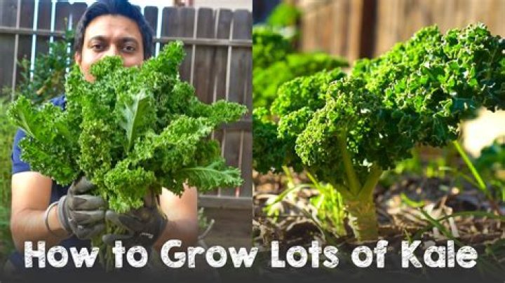 Growing kale - How To Discuss