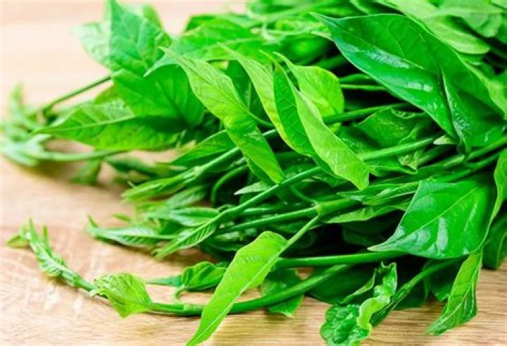 Gymnema Silvestre Para Que Serve