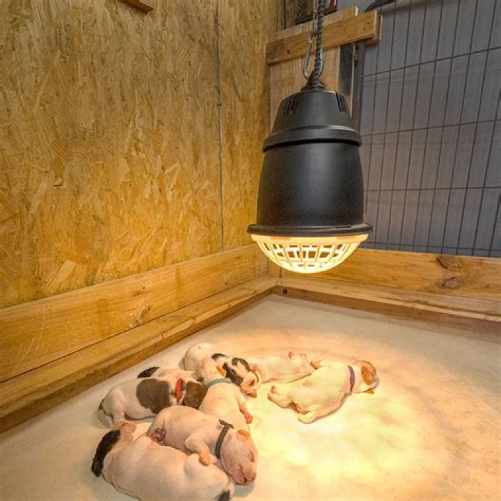 Heat Lamp For Puppies - How To Discuss