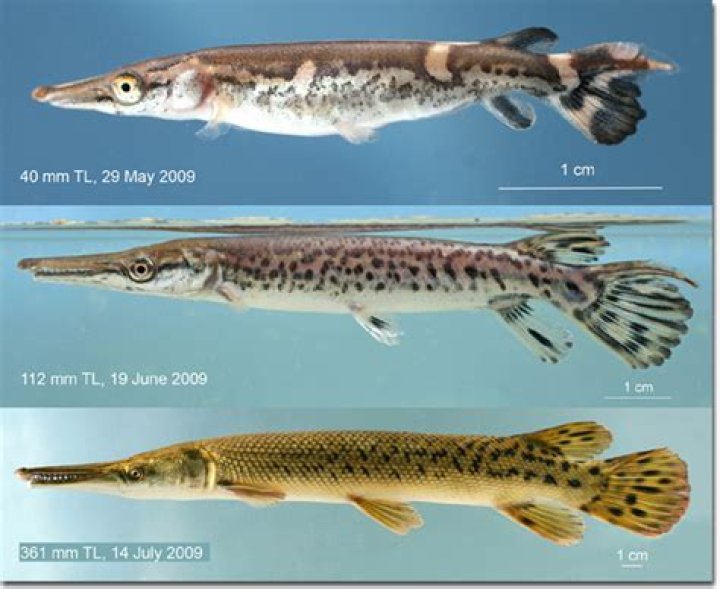 How Big Do Alligator Gar Get