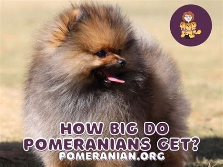 How Big Do Pomeranians Get