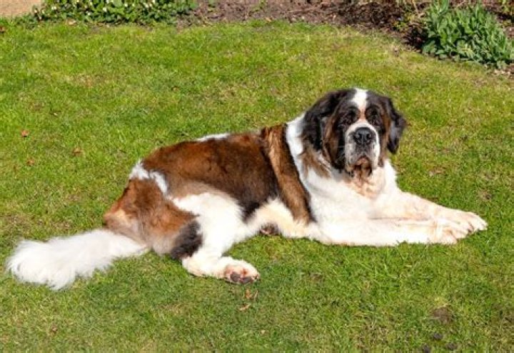 How Big Do Saint Bernards Get