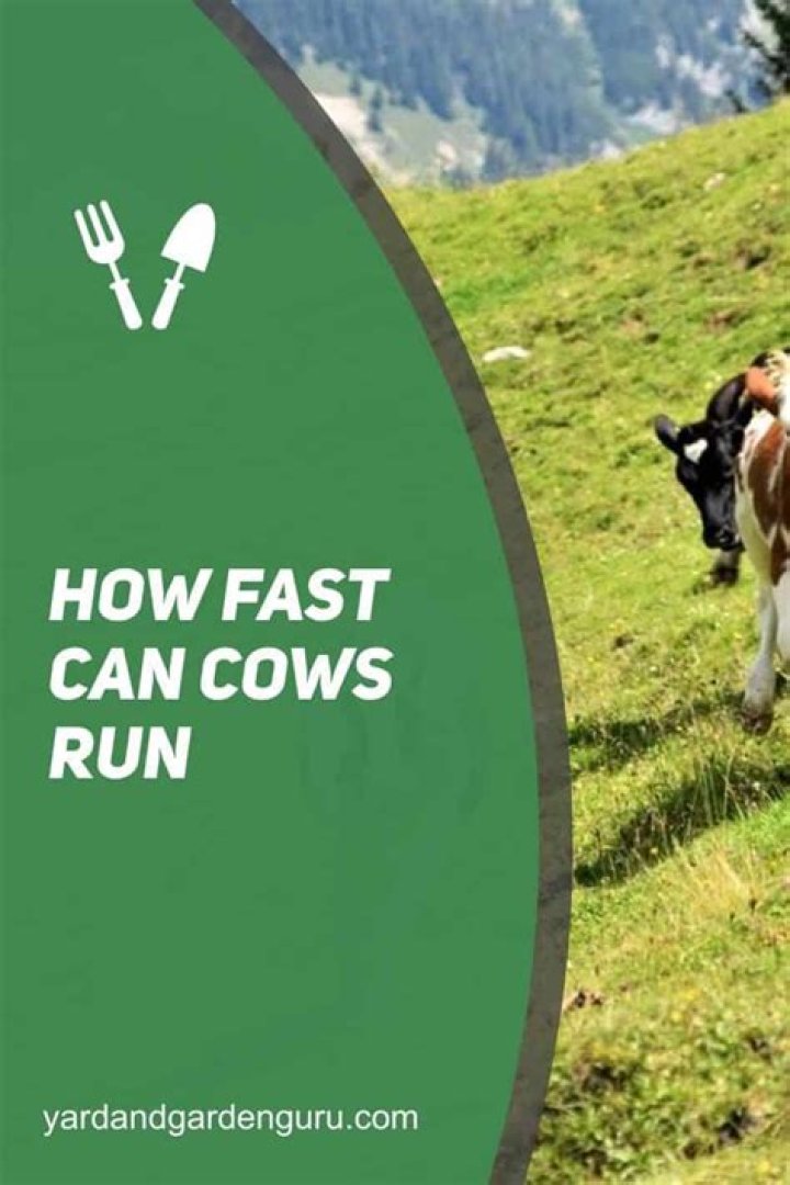 How fast can cows run?