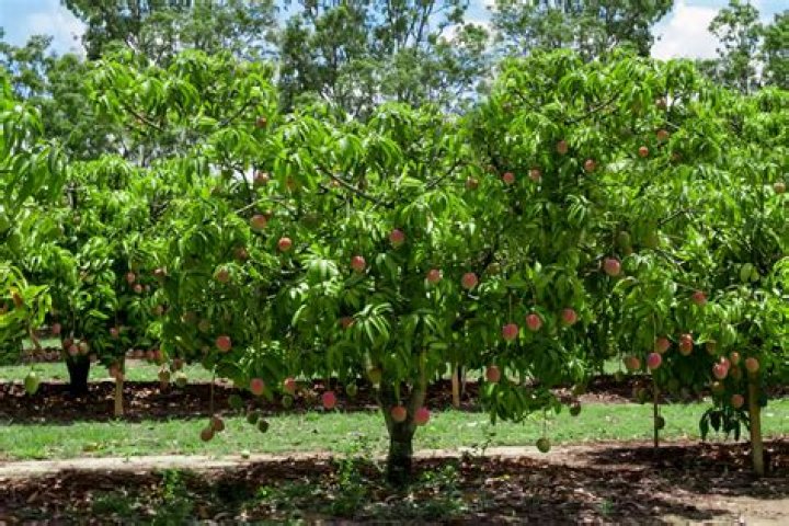 How Many Mangoes Grow On A Tree