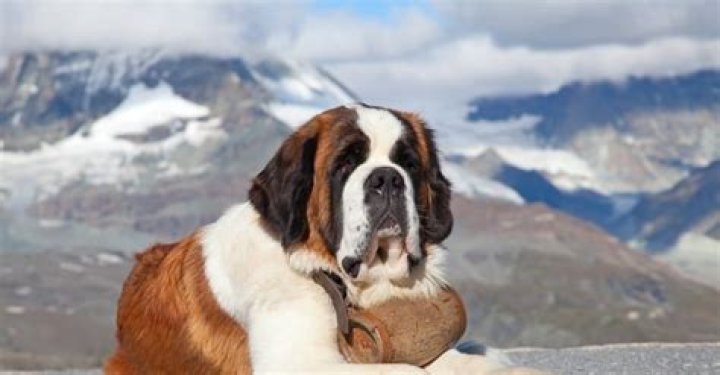 How Much Does A Saint Bernard Cost