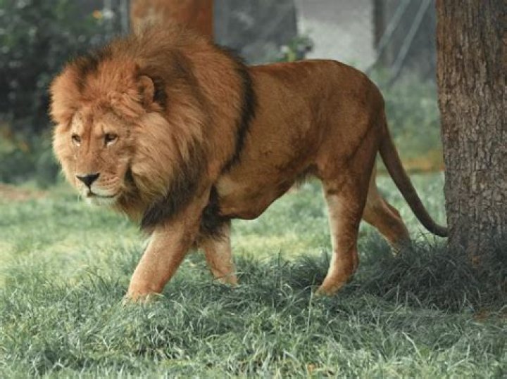 How Much Meat Does A Lion Eat Per Day