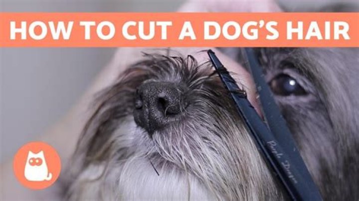 How to cut dog hair