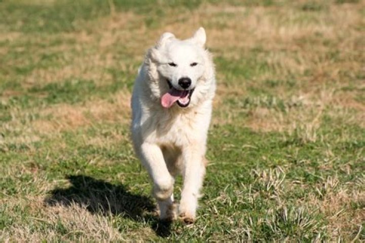 How To Discipline A Great Pyrenees