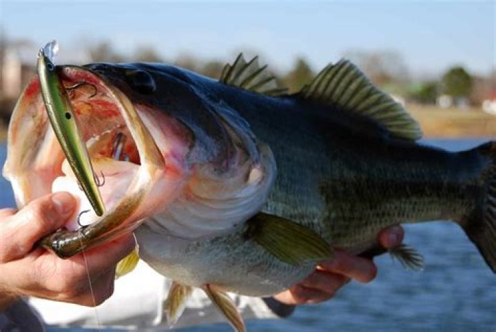 How to fish for bass