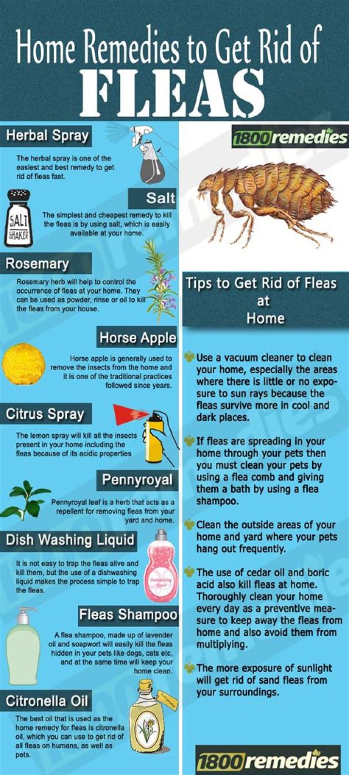 How to get rid of Fleas