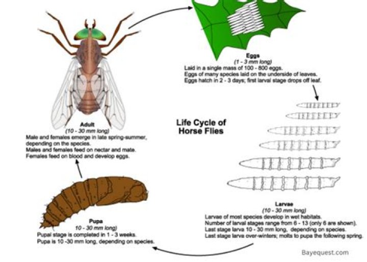 How to get rid of horse flies