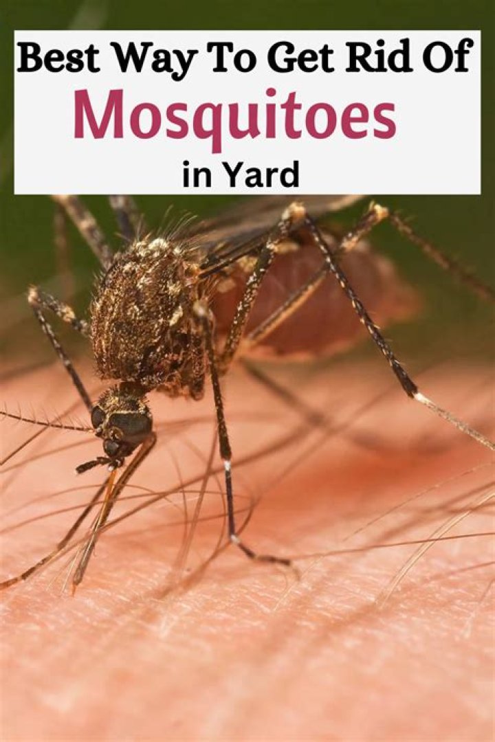 How to get rid of mosquitoes in yard