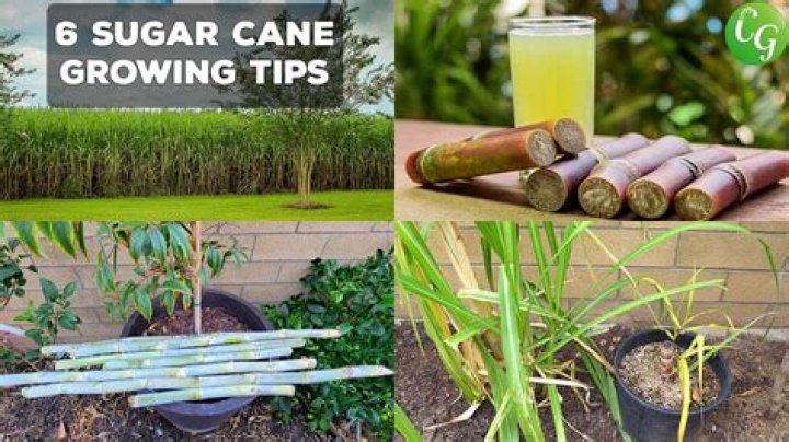 How to grow sugar cane