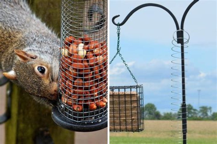 How to keep squirrels away from bird feeders