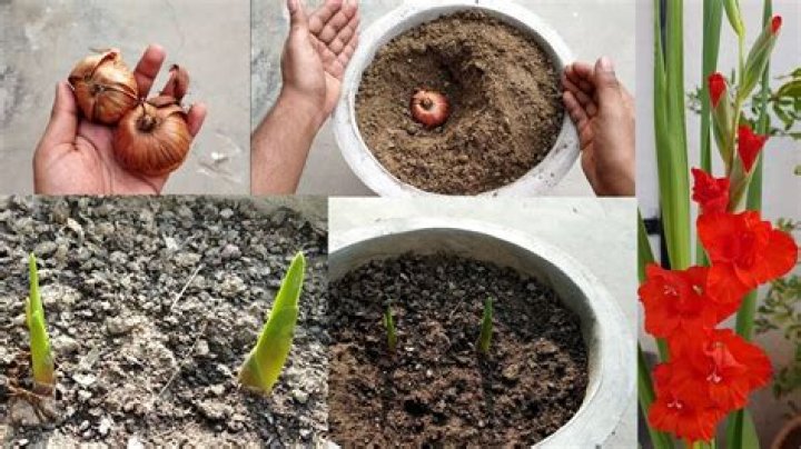 How to plant gladiolus bulbs