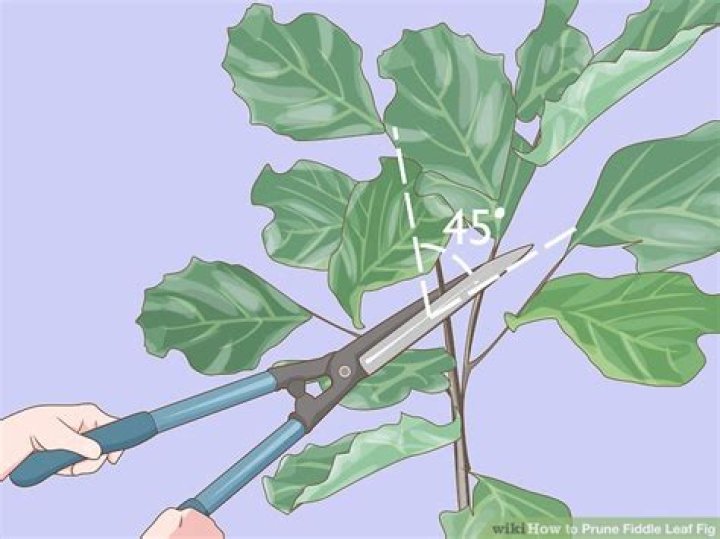 How to prune fiddle leaf fig