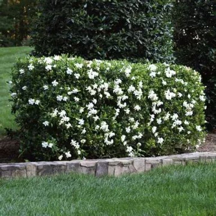 How To Prune Gardenia Bushes