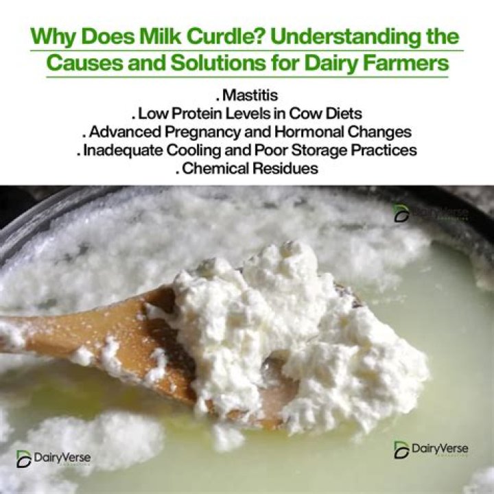 Is Curdled Milk Bad - How To Discuss