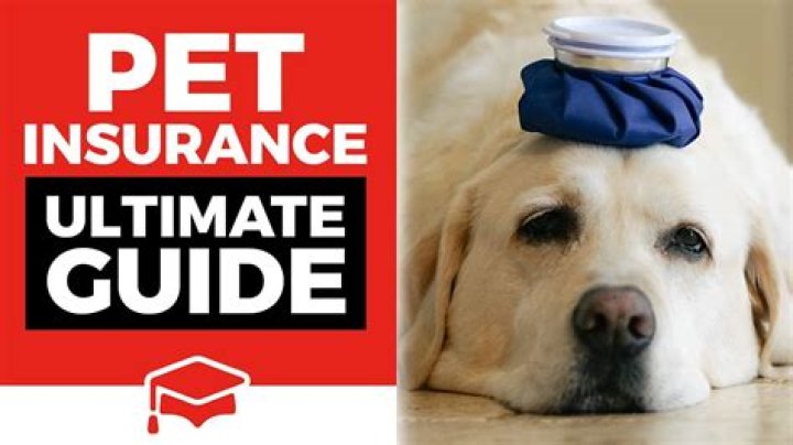 Is pet insurance worth it?