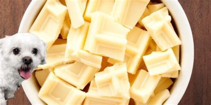 Is white chocolate bad for dogs