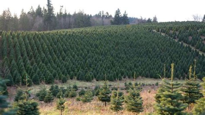 Largest Exporter Of Christmas Trees