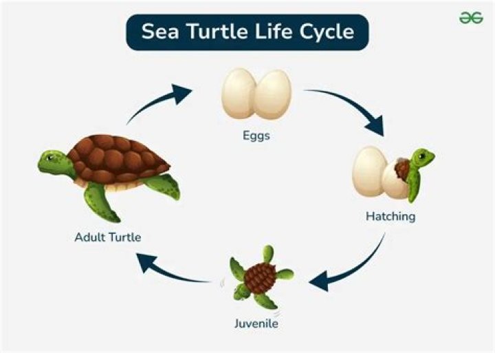 Life cycle of a turtle
